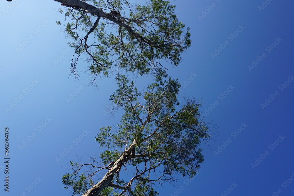 two little green leafy trees with a clean blue sky two little green leafy trees with a clean blue sky