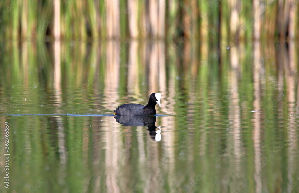 Common coot / Eurasian coot (Fulica atra in Latin language) in water close up Common coot / Eurasian coot (Fulica atra in Latin language) in water close up