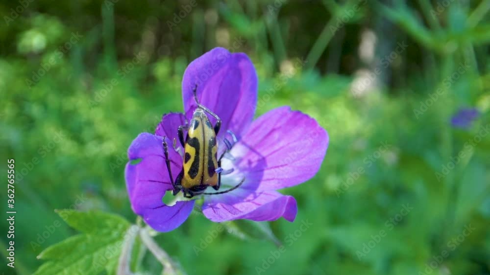 The brown and black spotted beetle on the purple daisy The brown and black spotted beetle on the purple daisy
