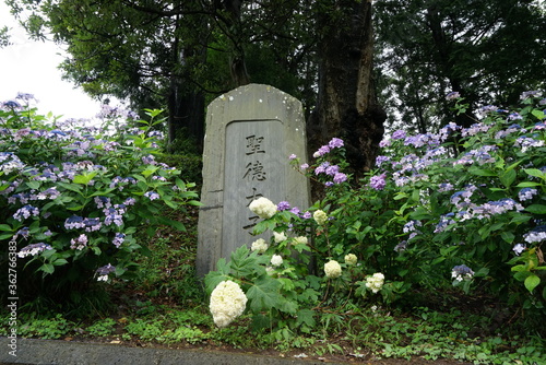 紫陽花の花