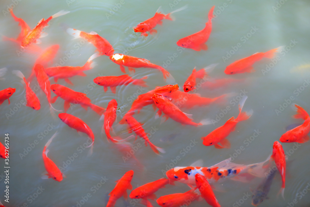 Red Koi roam freely in the pond Red Koi roam freely in the pond