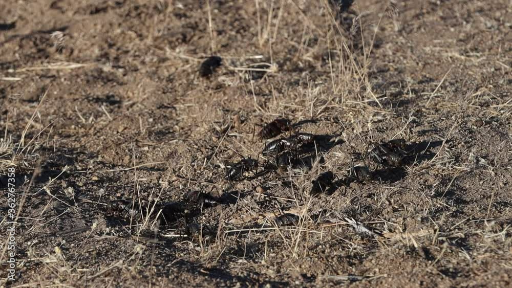 Slow Motion Mormon Cricket Migration in Nevada Slow Motion Mormon Cricket Migration in Nevada
