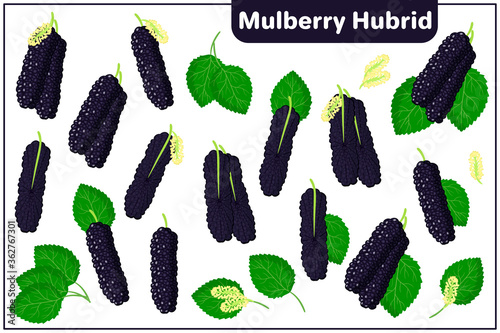 Set of vector cartoon illustrations with Mulberry Hybrid exotic fruits, flowers and leaves isolated on white background