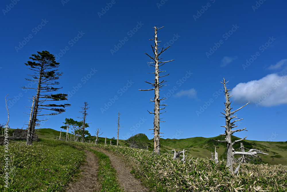 Obraz premium trees in the field