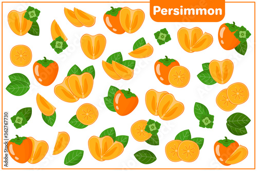 Set of vector cartoon illustrations with Persimmon exotic fruits, flowers and leaves isolated on white background