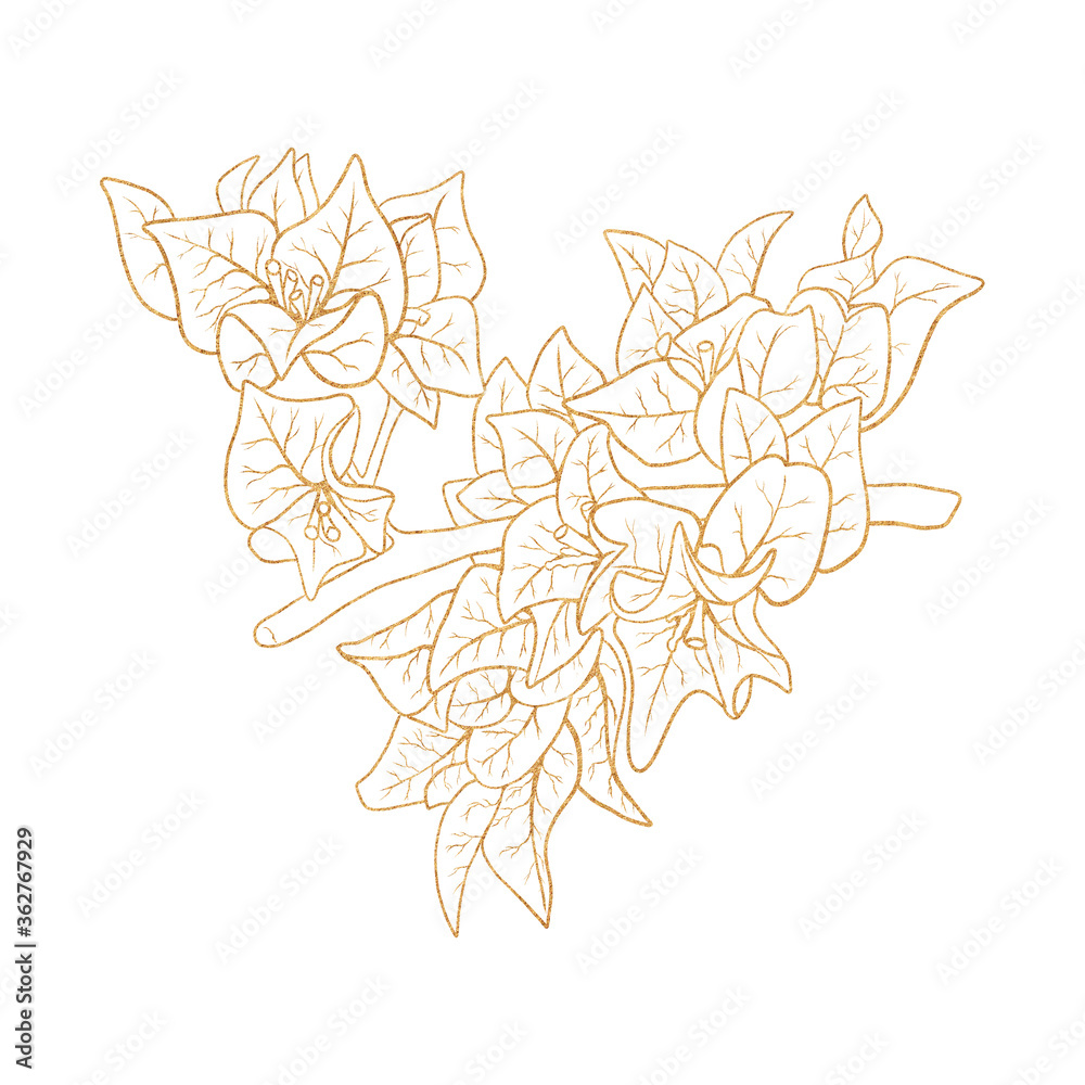 Gold outline image of flowers of bougainvillea. Gold outline image of flowers of bougainvillea.