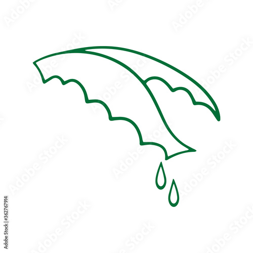 Doodle aloe vera with drops icon isolated on white. Hand drawing line art. Sketch plant. Outline vector stock illustration. EPS 10