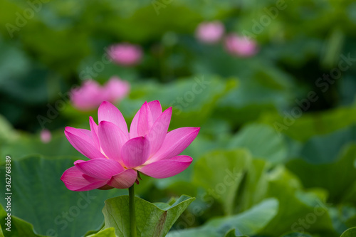 蓮の花 埼玉県行田市 日本