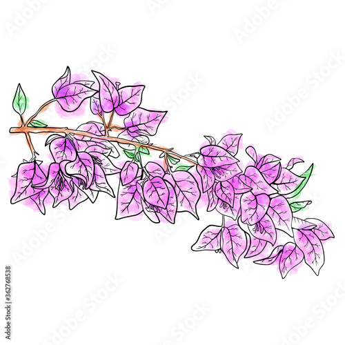 Branch of bougainvillea