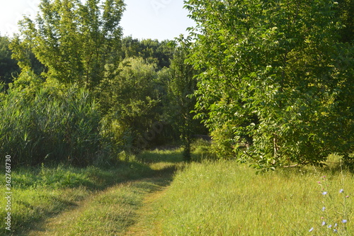 road to the forest