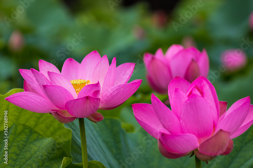 蓮の花 埼玉県行田市 日本