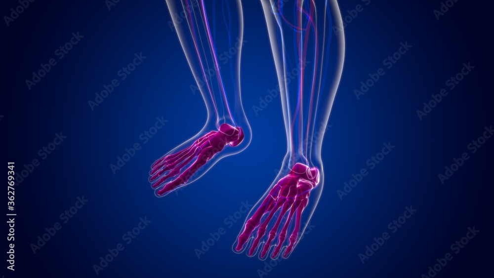 Human Skeleton Foot bones Anatomy For Medical Concept Stock