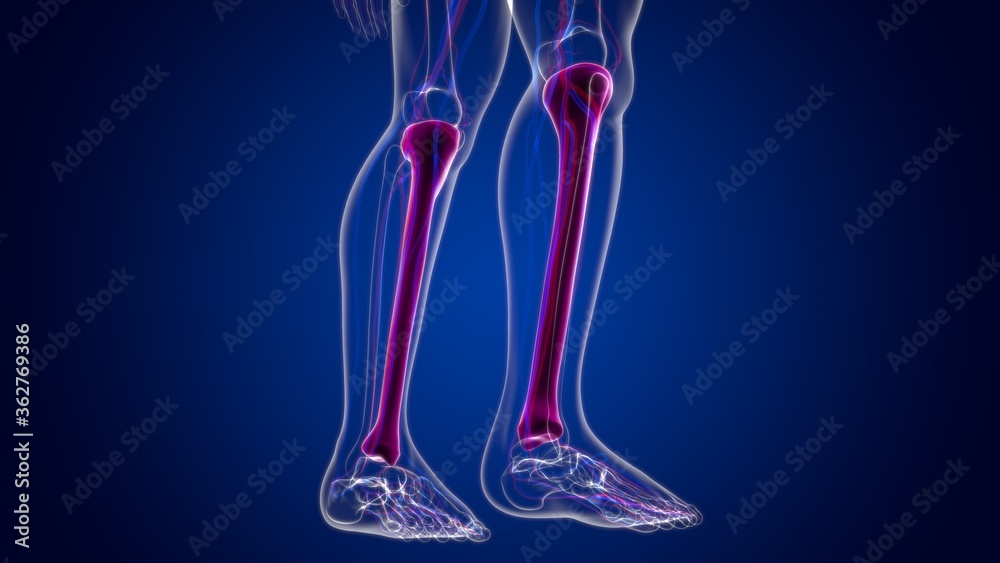 Human skeleton anatomy Tibia Bone 3D Rendering Human skeleton anatomy Tibia Bone 3D Rendering