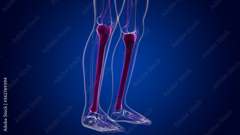 Human skeleton anatomy Tibia Bone 3D Rendering Human skeleton anatomy Tibia Bone 3D Rendering