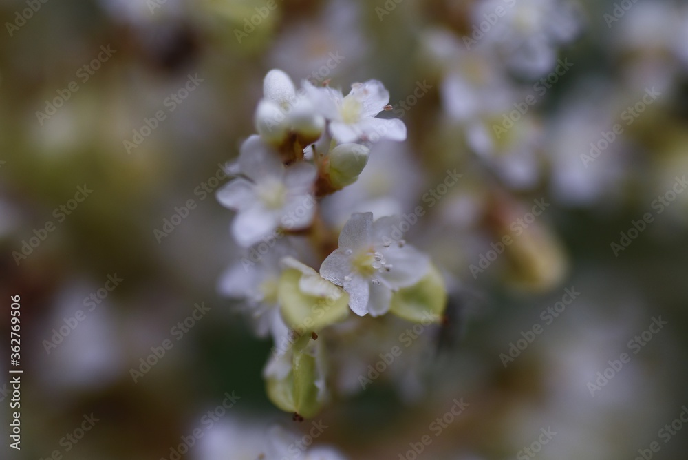 Japanese knockweed is a Polygonaceae perennial plant to bloom small white flowers from summer to autumn. Young buds in spring are edible. Japanese knockweed is a Polygonaceae perennial plant to bloom small white flowers from summer to autumn. Young buds in spring are edible.