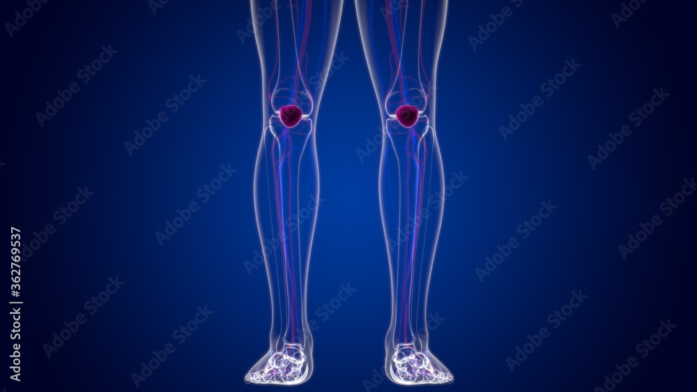 Human skeleton anatomy Patella Bone 3D Rendering For Medical Concept01 Human skeleton anatomy Patella Bone 3D Rendering For Medical Concept01
