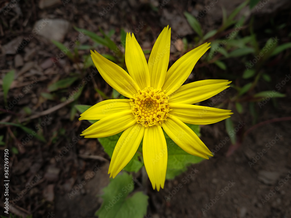 Arnica latifolia Arnica latifolia
