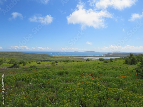 Spring Flower Season: West Coast National Park, Cape Town, South Africa