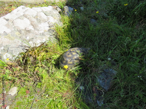 Angulate tortoise: West Coast National Park, Cape Town, South Africa photo