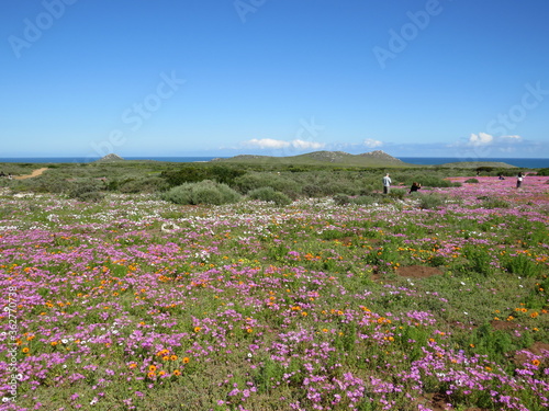 Spring Flower Season: West Coast National Park, Cape Town, South Africa