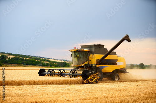 Combine harvester working in wheat field with cloudy moody sky. Harvesting machine driver cutting crop in a farmland. Agriculture theme  harvesting season.