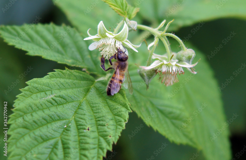 The bee on raspberry flowers The bee on raspberry flowers