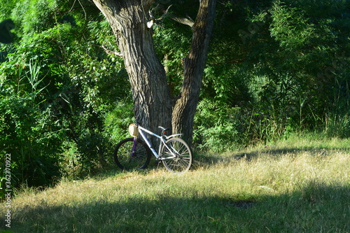 Bicycle in the forest