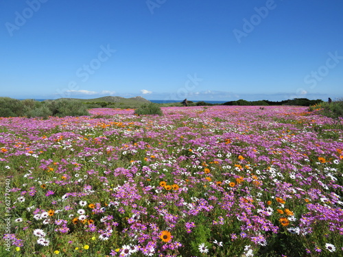 Spring Flower Season: West Coast National Park, Cape Town, South Africa
