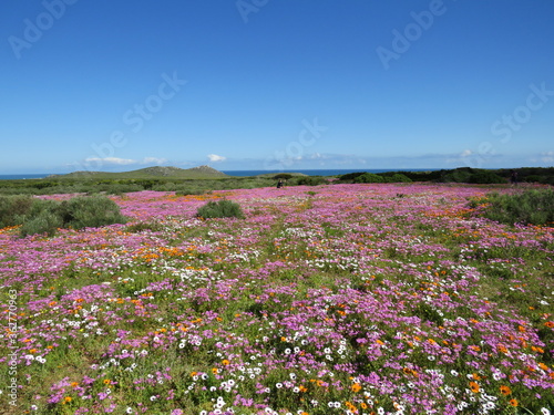 Spring Flower Season: West Coast National Park, Cape Town, South Africa