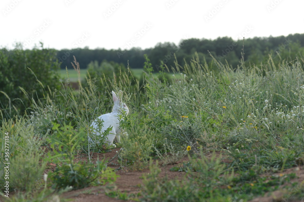White rabbit. White rabbit on green grass. White rabbit. White rabbit on green grass.