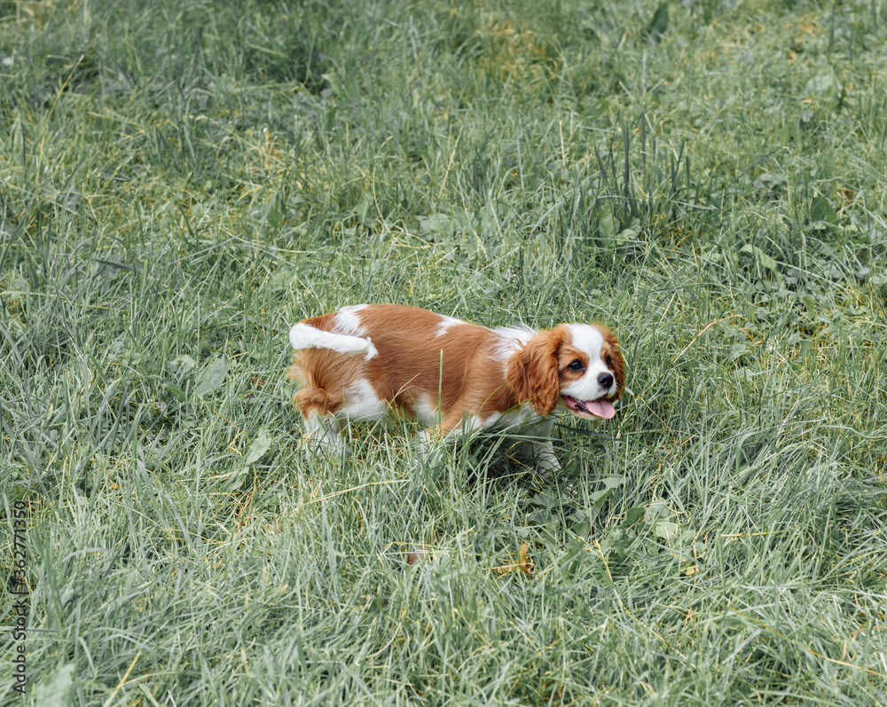 a brown brown spaniel puppy with high ears walks in the park on the grass. golden color