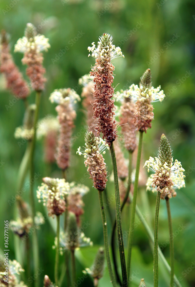 Fototapeta premium Inflorescences of Plantago lanceolata