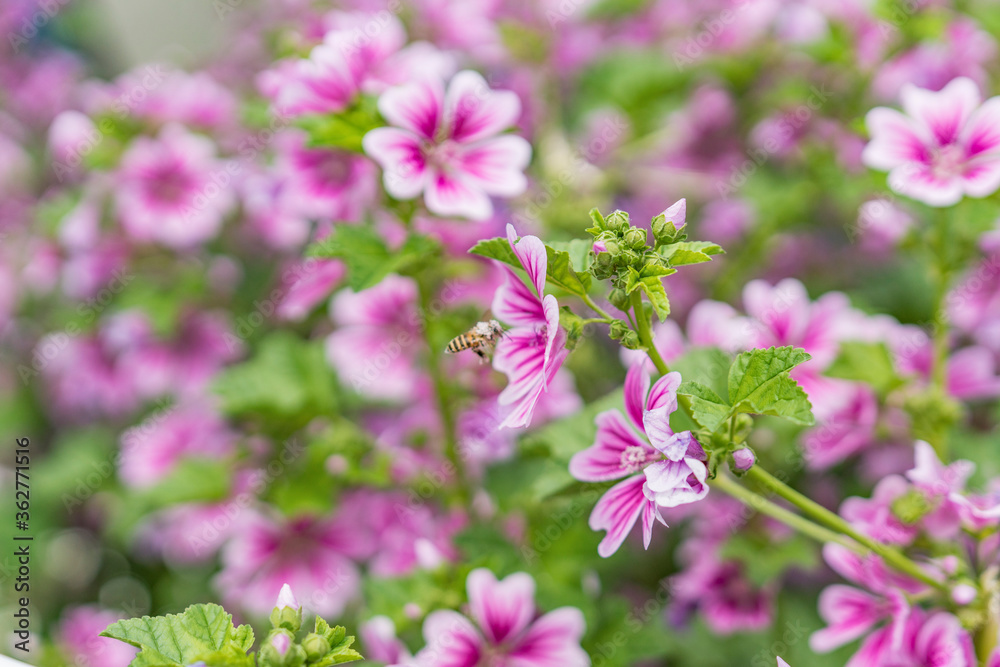 蜜蜂とピンクの花