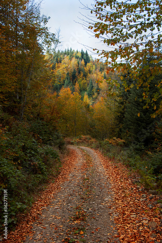 Beautiful landscape of autumn trees in rural area