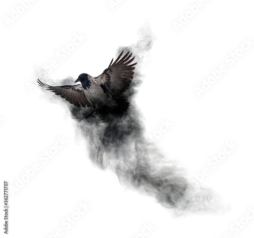 Fototapeta Naklejka Na Ścianę i Meble -  crow flying from dark grey smoke isolated on white