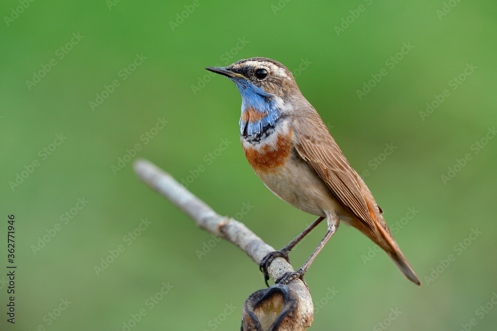 exotica brown bird with orange feathers on its belly and blue feathers on iits chin smart perching on thin branch in nature exotica brown bird with orange feathers on its belly and blue feathers on iits chin smart perching on thin branch in nature