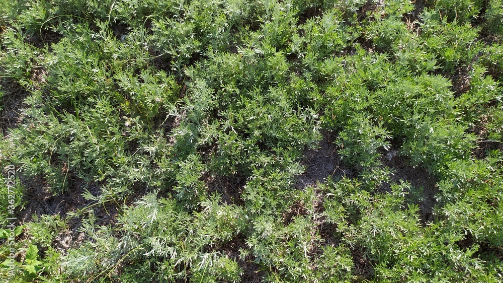 green moss on the ground green moss on the ground