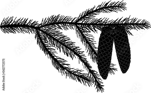 fir branch with needles and two cones isolated on white
