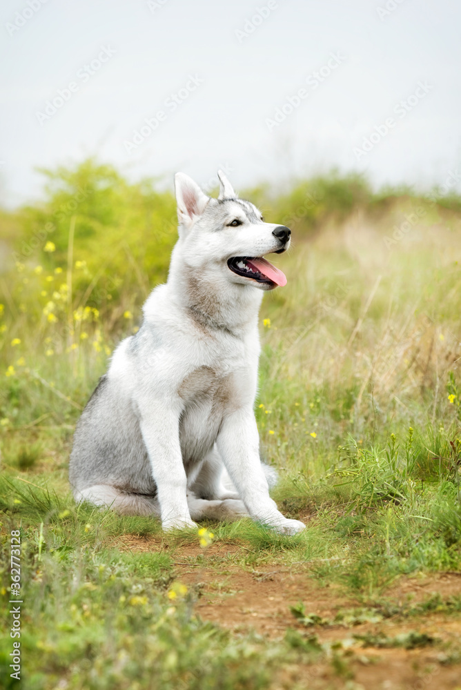 A young Siberian Husky is sitting at a pasture. The dog has grey and white fur; his eyes are brown. There is a lot of grass, and yellow flowers around him; the sky is grey. A young Siberian Husky is sitting at a pasture. The dog has grey and white fur; his eyes are brown. There is a lot of grass, and yellow flowers around him; the sky is grey.