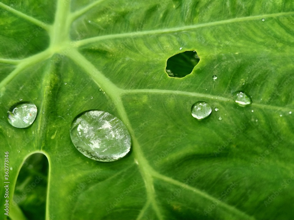 green leaf with water drops green leaf with water drops