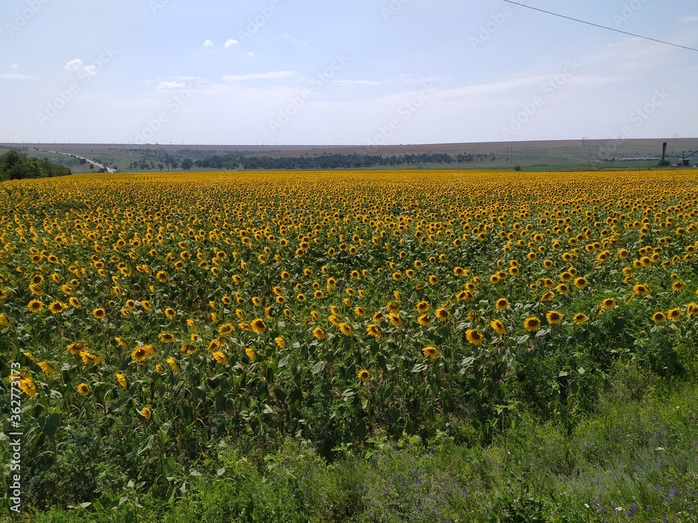 Fototapeta premium A field of sunflowers pleases the eye