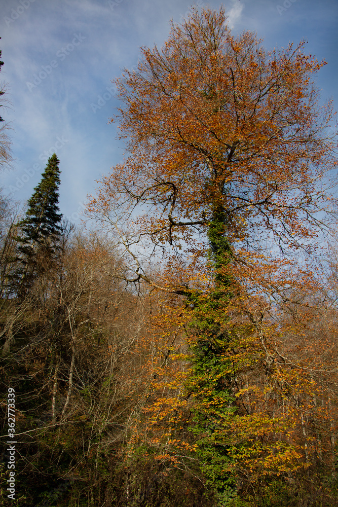 Fototapeta premium Autumn forest in the park.