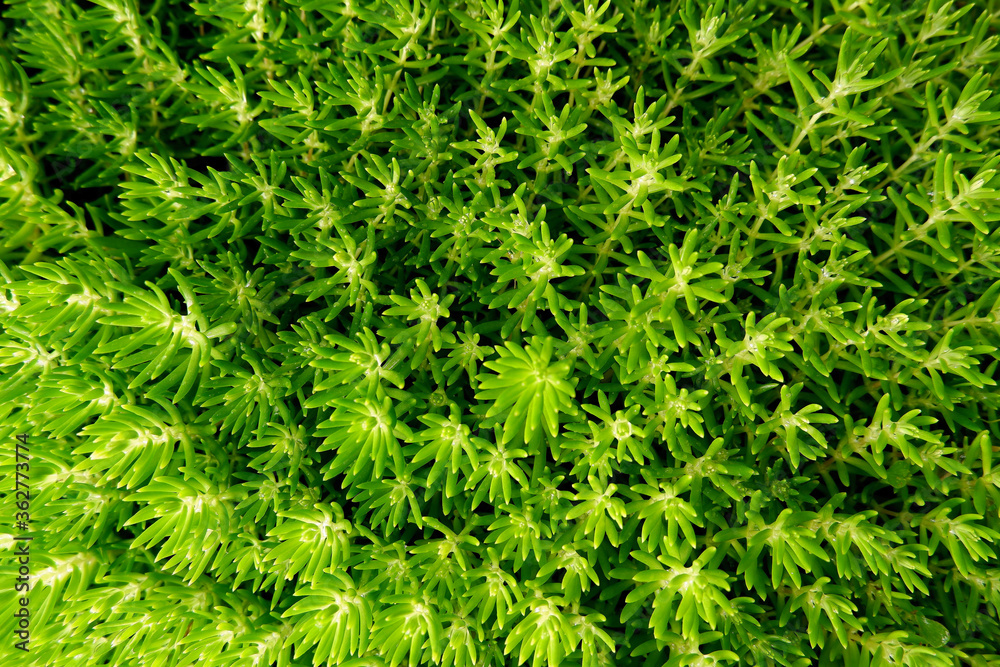 green tone background wallpaper feel relax and fresh green tone background wallpaper feel relax and fresh