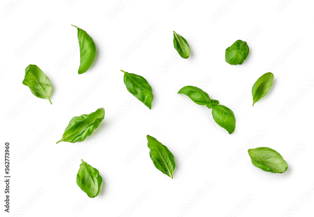 Basil leaves isolated on white background. Top view of basil.
