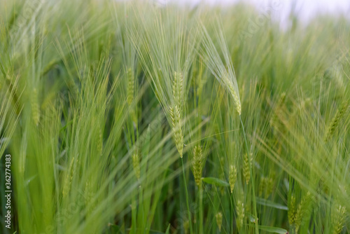 Green young wheat close-up.