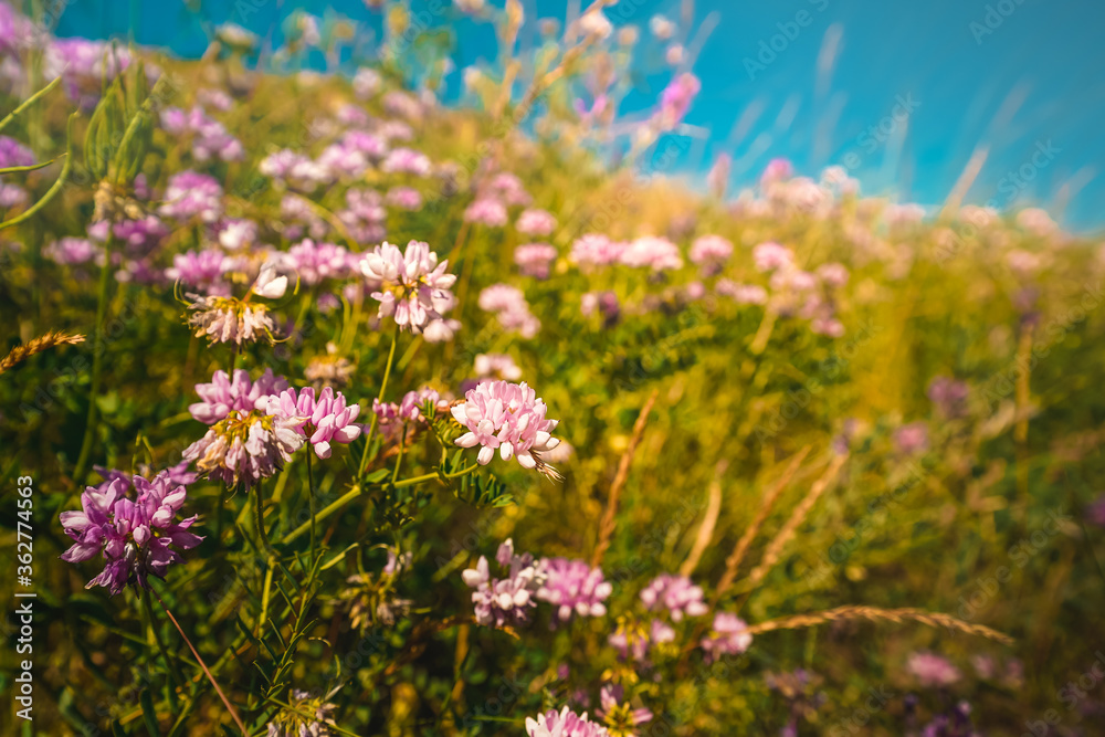 Mountain photo with wild flowers, rich photo on a summer day with a blue sky