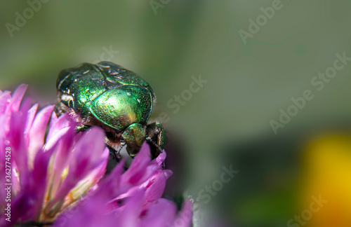 green bug on a flower