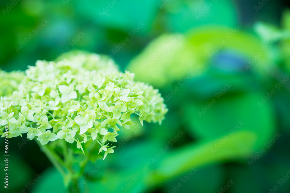 Blooming hydrangea in the garden. Shallow depth of field. Blooming hydrangea in the garden. Shallow depth of field.