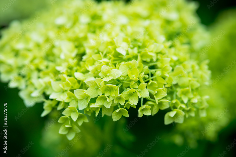 Blooming hydrangea in the garden. Shallow depth of field.