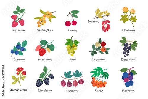 Collection of ripe berries isolated on white background. Cherry. Seabuckthorn. Raspberry. Blueberry. Strawberry. Cloudberry. Gooseberry. Grape. Currant. Rowan. Shadberry. Stoneberry.